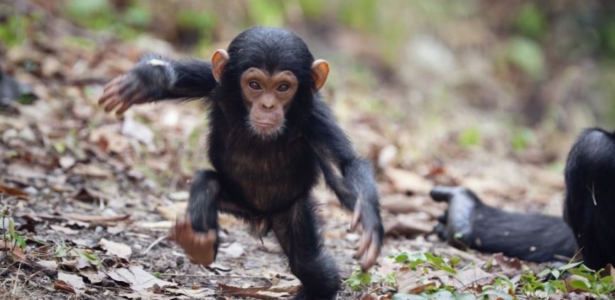 mahale mountain national park chimpanzees